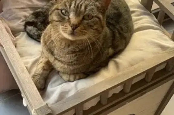 Chatte tigrée perdue à Beaucaire - photo