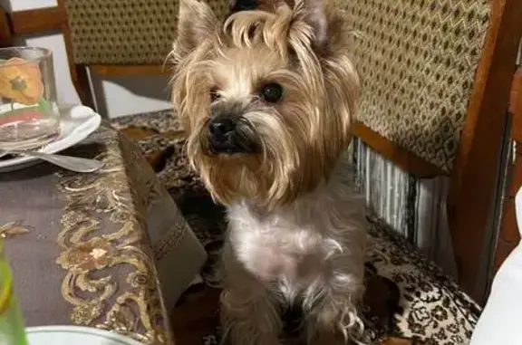 Зникла рудовата собака у Львові, Научна 86