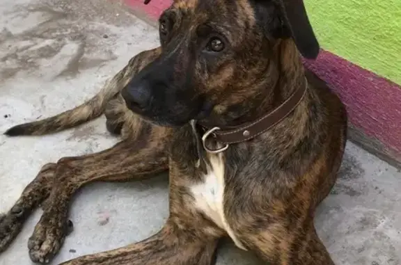 Perro Perdido en Cancún: Atigr...