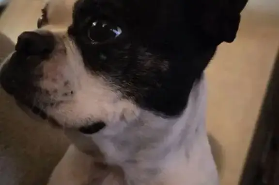 Chien perdu Menton, photo : Boston Terrier perdue, Menton, craintive