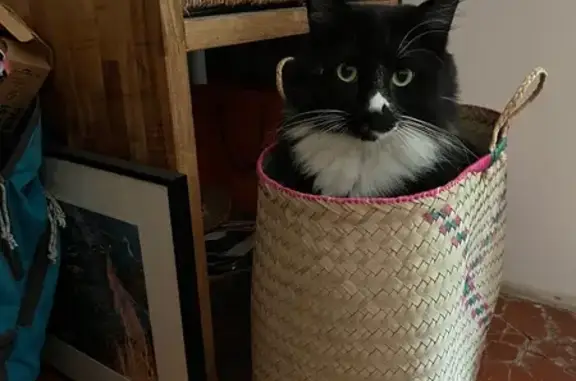 Animaux perdus Toulon, photo: Chat perdu : Fluffy, affectueux et sociable