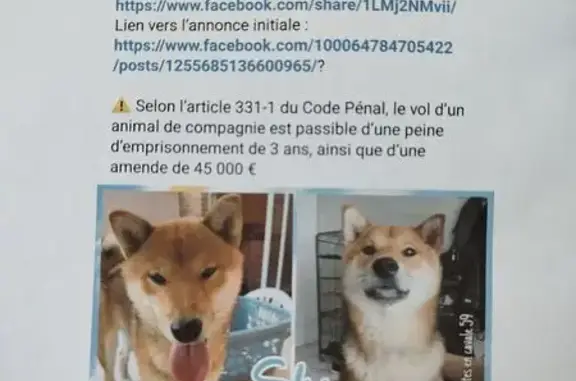 Chien trouvé Raismes, photo: Chien roux perdu à Raismes, amical et sociable