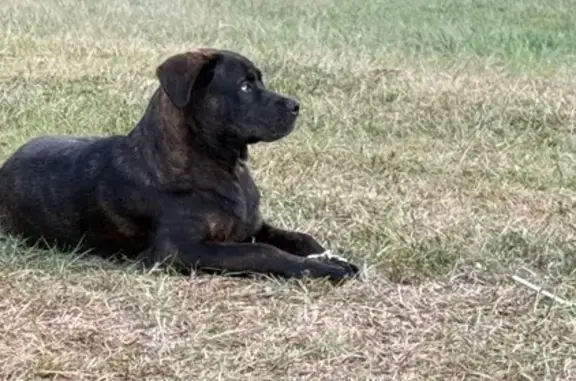 Lost Dog: Brindle Coat, Blue-White Eyes