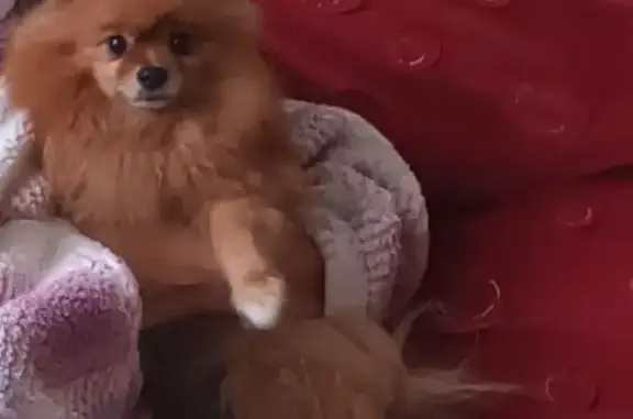 Зникла собака з особливою прикметою