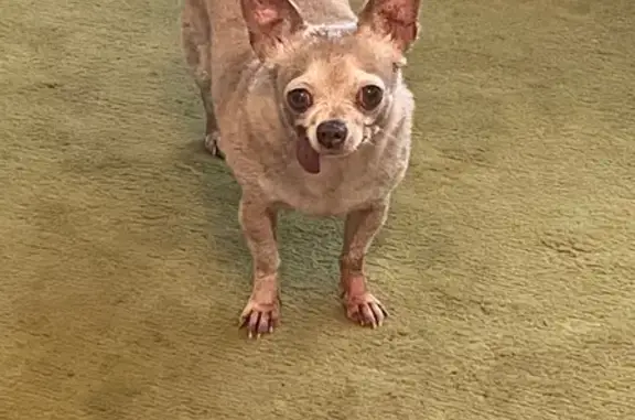 Lost Dog: Beige, 14-Yr-Old Lulu in LA