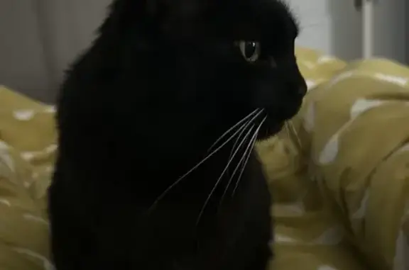 Chat noire perdue, 14 ans, Le Hézo - photo
