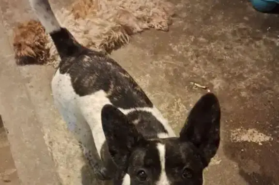 cachorro desaparecida