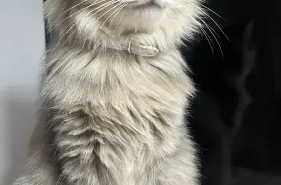 ¡Gata Amigable Perdida en La Barraca!