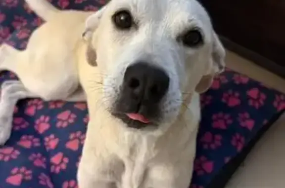 Perro Beige Cariñoso Rescatado en Neza