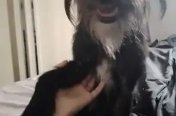 cachorro desaparecida