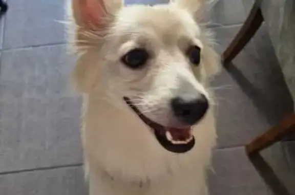 Perro encontrado , foto: Perrita Blanca Obediente Hallada en El Secreto