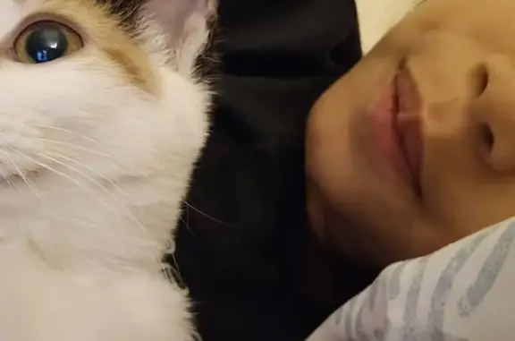 Help Find Our Lost Calico Kitten!