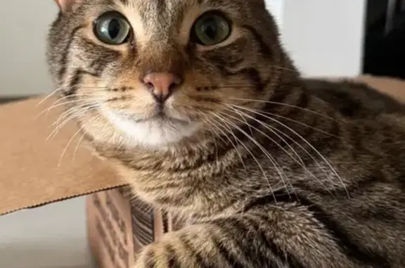 Lost Male Tabby: White Chin, Black Pads