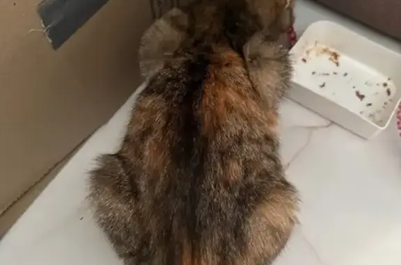 Знайдено кішку Винники, фото: Лагідна киця з великим пузиком шукає дім