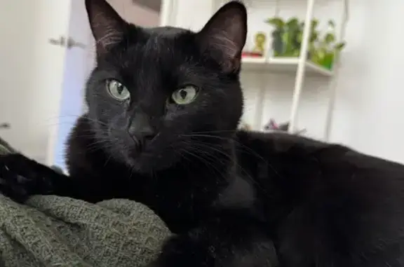 Missing cat , photo: Missing: Friendly Black Bombay Cat