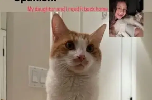 Missing cat , photo: Lost Orange & White Cat, Heart Marking