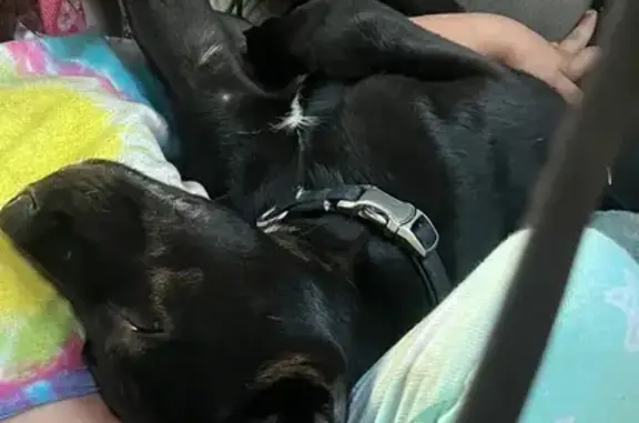 Missing dog Wilmington, photo: Lost Black Lab: Friendly & Lovable in Wilmington