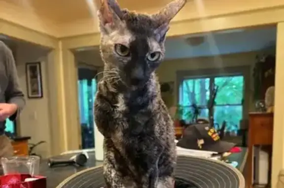 Lost Female Tortie Cornish Rex in Wayzata