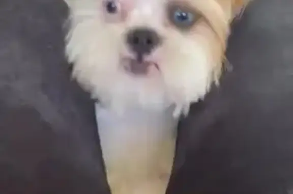 Lost Shih Tzu: Lilly on Sagearbor Dr.