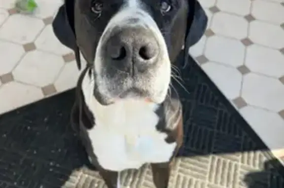 Lost: 80lb Black Dog 'Chubby' in Vine Grove