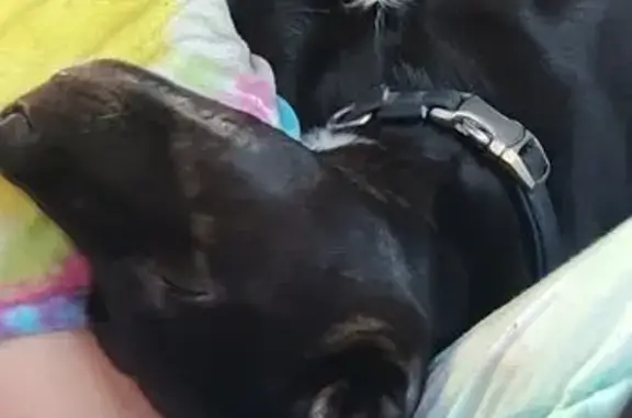 Missing dog Wilmington, photo: Lost Black Lab Mix: Friendly & Lovable