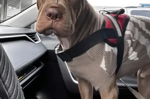 Lost Shar-Pei/Pitbull Mix in Yoder