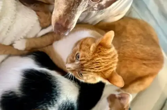 Help Find Lucy: Lost Orange Tabby in Athens