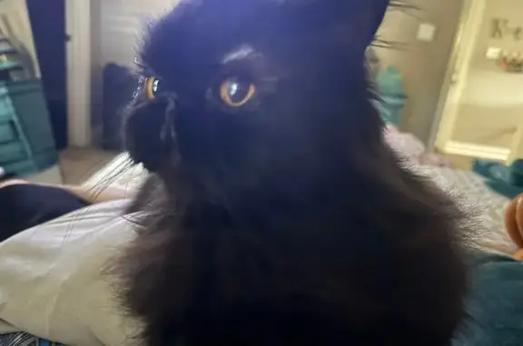 Lost Black Persian Cat in Conway