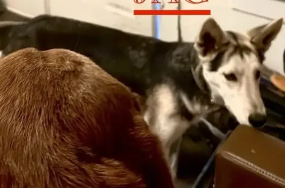 Lost Husky Puppy Near Malvern Store