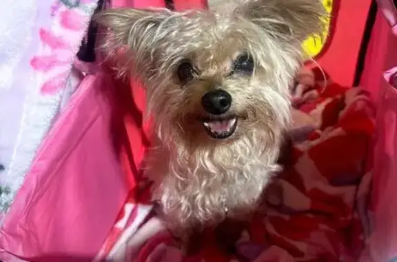 Lost Dog: Silver, White & Brown in Lawrenceville