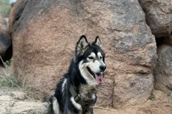 Lost pets Phoenix, photo: Lost Alaskan Malamute in Phoenix Area