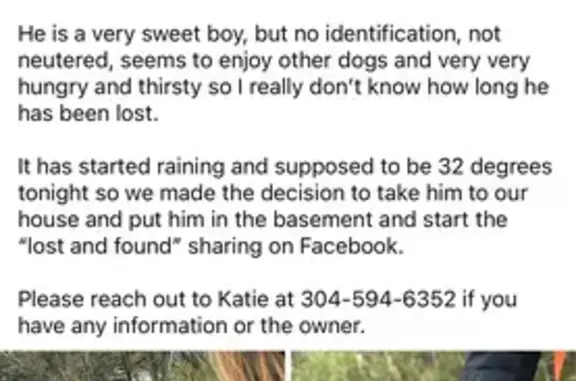 Found dog , photo: Found: Sweet Large Brown Dog in WV