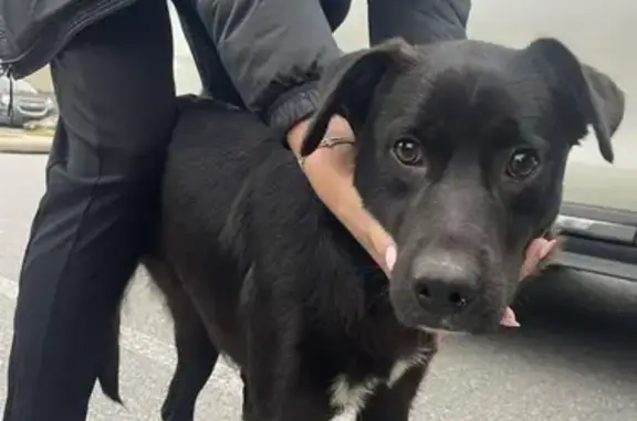 Found pets Little Rock, photo: Found: Black Dog with Red Tint in Little Rock