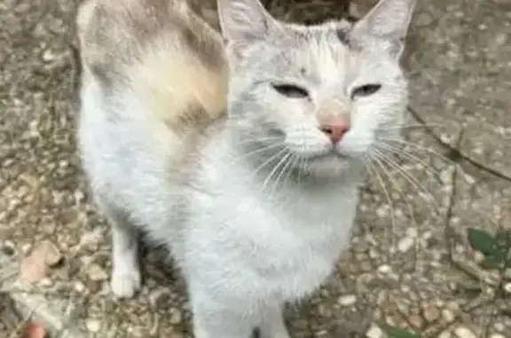 Animaux perdus Auch, photo: Chatte perdue Rue d'Etigny, Auch
