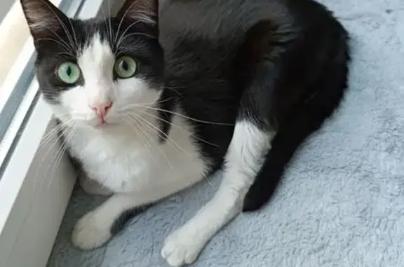 Chat noir et blanc perdu à Montpellier - photo