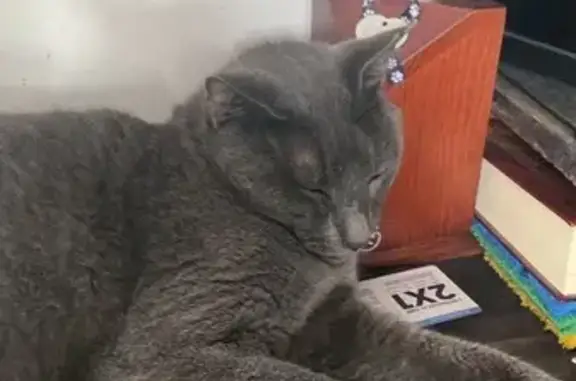 Gato Gris Perdido en San Nicol...