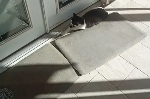 Lost pets Sunrise Manor, photo: Lost: Shy Black & White Cat, Shenandoah Ave
