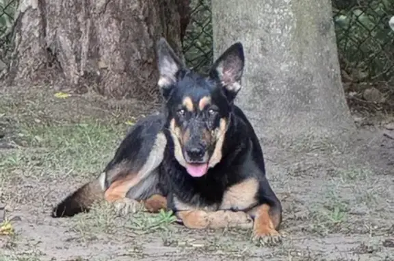 Missing dog , photo: Lost: Shy Black & Tan Dog 'Nico'
