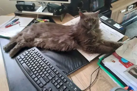 Lost Cat on Annalise Circuit, Sunshine Coast