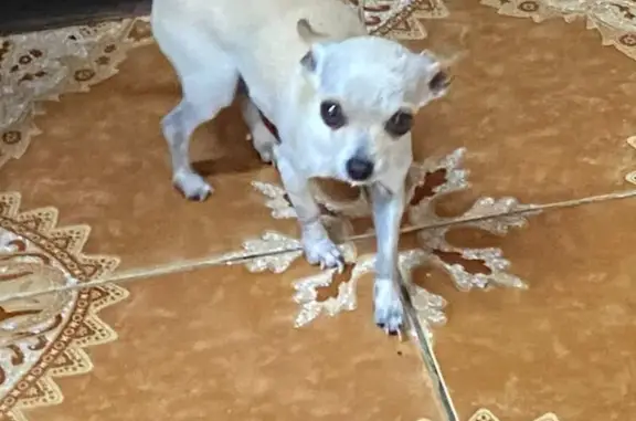 Urgente: Chihuahua de apoyo emocional perdida