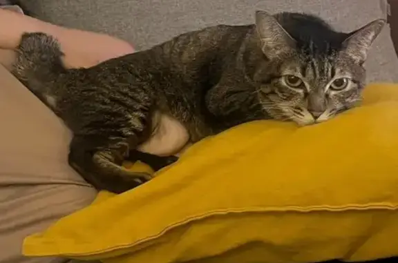 Lost Cat: Brown/Grey, Crooked Tail, Jalan Dua