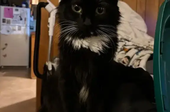 Lost Cat: Unique White Spot on Mouth