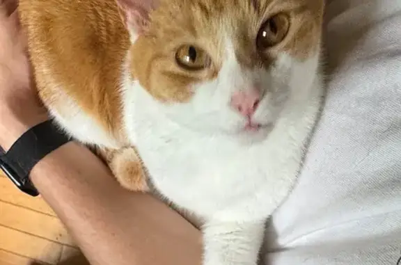 Missing cat Richmond, photo: Lost: Orange & White Tabby, Bayfield Dr