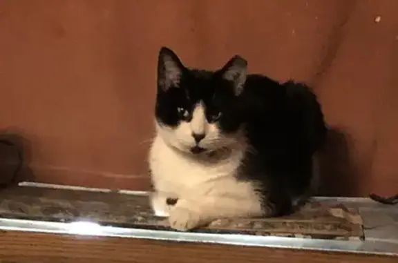 Missing cat Iowa Falls, photo: Friendly Lost Cat: Left Ear Tip Cut - Des Moines