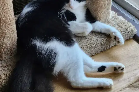 Missing cat Ahuimanu, photo: Lost Cat: Fluffy White & Black in Ahuimanu