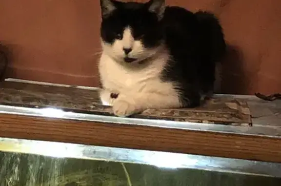 Lost Cat with Clipped Ear in Des Moines