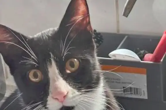 Lost: Timid Black & White Cat in Canterbury