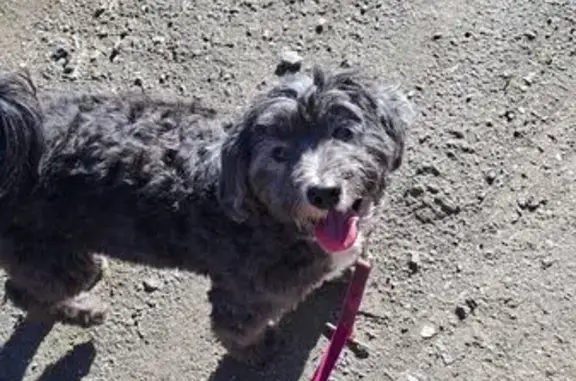 Perro Negro Perdido en Huerta de Gutiérrez