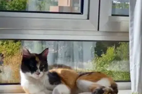 Gata tricolor perdida en Zaragoza: ¡Ayuda!