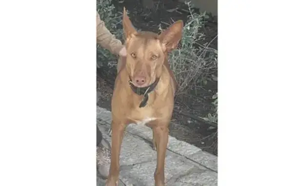 Perro Marrón Claro Perdido en Cas Català